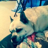 Profile Picture of Dan Ardizzone (@dan-ardizzone) on Quora