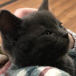 Profile Picture of Cleo Rowland (@cleo_russianblue) on Instagram