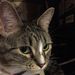 Profile Picture of Tyler Gasper (@thelastgasp) on Pinterest