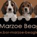 Profile Picture of Bor Marzoe Beagles Sciarone (@bormarzoebeagles.sciarone.5) on Facebook