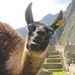 Profile Picture of Michael Kniery (@blakluma) on Pinterest