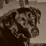 Profile Picture of Howard Laxson (@howardlaxson) on Instagram