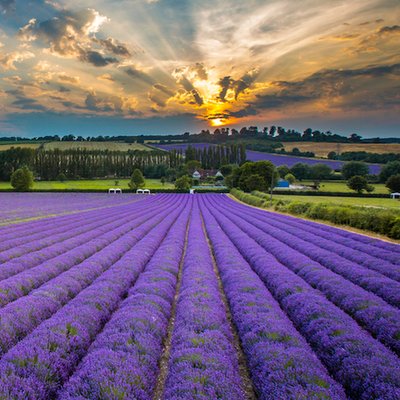 Profile Picture of Castle Farm, Kenton Twitter