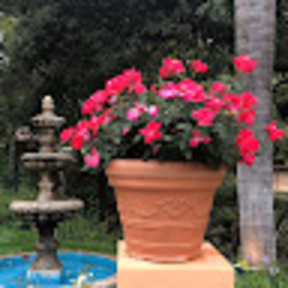 Profile Picture of Carol Mackoul (@cdmackoul) on Poshmark