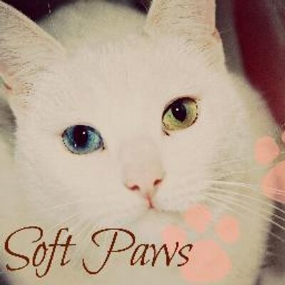 Profile Picture of Soft Paws (@SoftPawsMedina) on Twitter