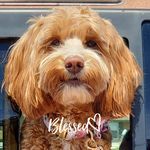 Profile Picture of Kay Patty Danielson (@kaypattydanielson) on Instagram