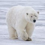 Profile Picture of Earnest R. Phillips (@savepolarbearsinca) on Instagram
