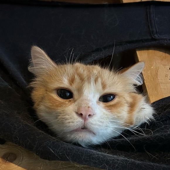 Profile Picture of Local merchant Merchant (@govannif) on Poshmark