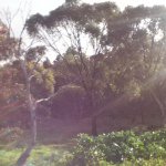 Profile Picture of Brock Mckenna (@brock2003afl) on Instagram