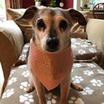 Profile Picture of Melissa Kahler Horvath (@rescuedogsrbest) on Instagram