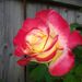 Profile Picture of Heidi Raymond (@heidiaraymond) on Pinterest