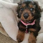 Profile Picture of Cari Cumblad Coyle (@cariacoyle) on Instagram