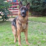 Profile Picture of Van Der Zwaag German Shepherds (@vanderzwaag_germanshepherds) on Instagram