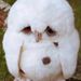 Profile Picture of Christa Korodi (@cdkorodi) on Pinterest