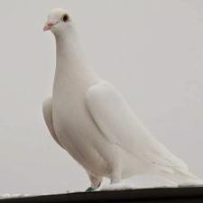 Profile Picture of Emmett Wallace (@ec482fd2b3d5464) on Twitter