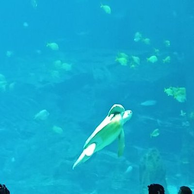 Profile Picture of Andrew O (@andres_kanh) on Twitter