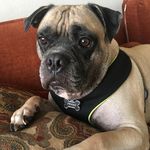 Profile Photo of Frank Irizarry-Medina (@frank_thebigpug) on Instagram