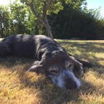 Profile Picture of Nicholas Muñoz Triathlete (@nikotepro) on Instagram