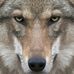 Profile Picture of Matthieu Calmels (@Matthieu-Calmels) on Facebook