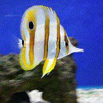 Profile Picture of colinolafjohansen (@colinolafjohansen) on Instagram