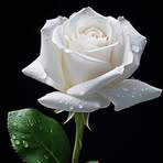 Profile Picture of Meyling Torres (@Meyling-Torres) on Facebook