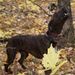 Profile Picture of steve kuester (@stevekuester9) on Pinterest