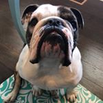 Profile Picture of Moosey (@urdailykellenandmoose) on Instagram