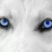 Profile Picture of David Zickefoose (@david.zickefoose.79) on Facebook