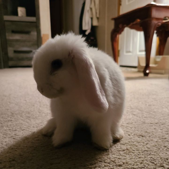 Profile Picture of Lisa (@_lisareavis_) on Tiktok