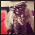Profile Picture of Cody Springer (@chodeysprinkles) on Instagram