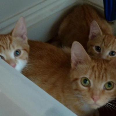 Profile Picture of Vera Victor & Serge (@ThreeRedCats) on Twitter