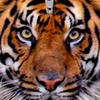 Profile Picture of Dave Patterson (@davepatterson) on Tiktok