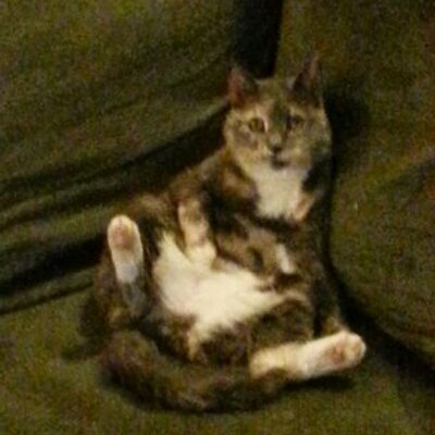 Profile Picture of Lee Ann Lovelace (@LeeAnnLovelace2) on Twitter