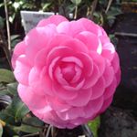 Profile Picture of Bob Wines Camellia Gardens (@bobwinesnursery) on Instagram
