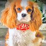Profile Picture of Lisa Ramsden (@hawkzone12) on Pinterest