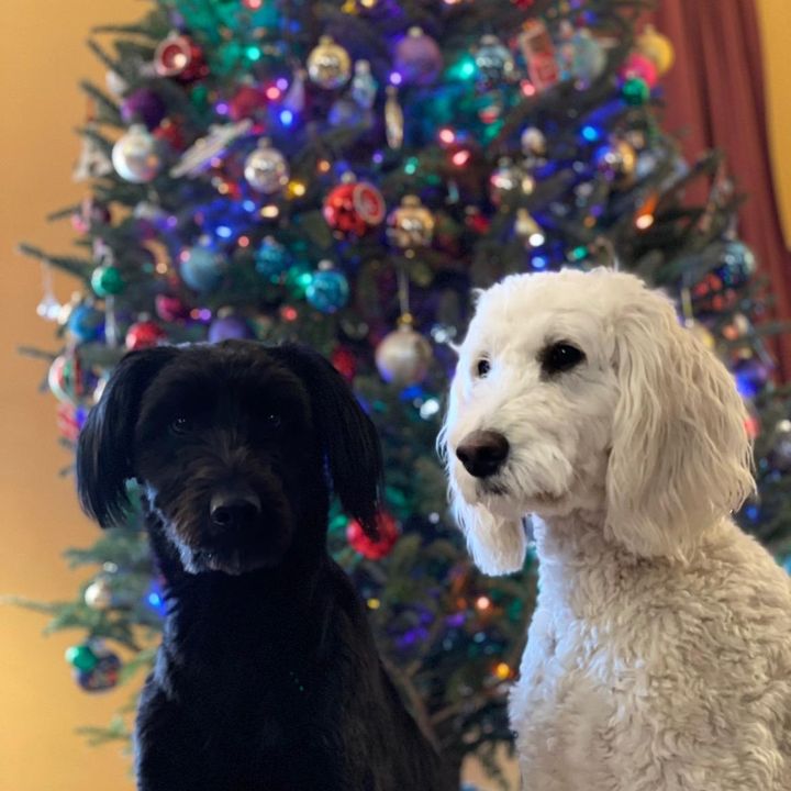 Profile Picture of Jason Pellechia (@jasonpellechia) on Tiktok