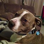 Profile Picture of Ray Hoskins (@pizza_ray) on Instagram