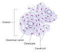 Profile Picture of Osteonon Wikipedia