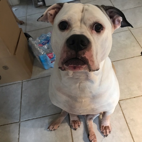 Profile Picture of Kaitlin Outhouse (@kaitlinouthouse) on Poshmark