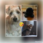 Profile Picture of 🐾💖Borris&Louis Guillen🐾💖 (@sibilings.4life) on Instagram