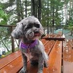 Profile Picture of Matthew Sheedy (@matthew4710) on Instagram