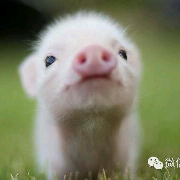 Profile Picture of Mengqi Zhang (@zhngmng) on Twitter