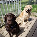 Profile Picture of Benjamin the English Labrador (@karlandbenstagram) on Instagram