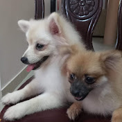 Profile Picture of Amara Lim (@amaralim5101) on Youtube