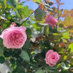 Profile Picture of Kenneth Rollins (@southernlatingardener) on Instagram