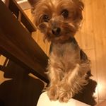 Profile Picture of Paulina Lazauskaite (@crystal_petal12) on Instagram