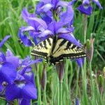 Profile Picture of 1 follower (@jeaninemoores) on Instagram