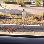 Chantel Scott - Instagram Profile Picture of Chantel Scott (@chikyschikys2000) on Instagram