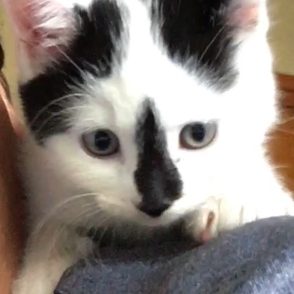 Profile Picture of Danny Andronaco (@dandronaco) on Poshmark