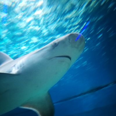 Profile Picture of Pasqualo (@DivilioPasquale) on Twitter